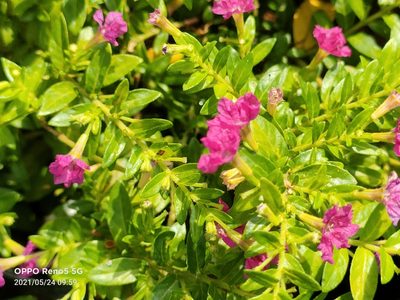 Cuphea hyssopifolia, photographed by Ong Jyh Seng