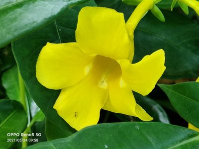 Allamanda cathartica, photographed by Ong Jyh Seng