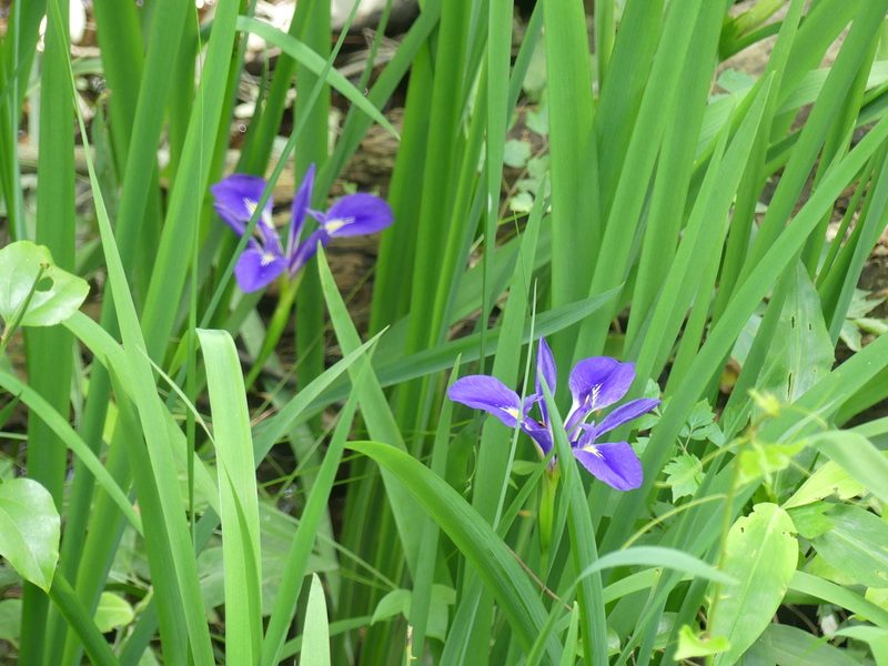 Iris brevicaulis, photographed by eamonccorbett