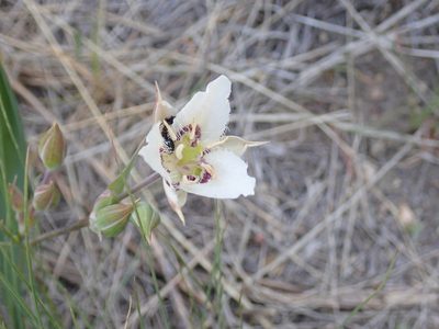 Calochortus lyallii, photographed by John Brew