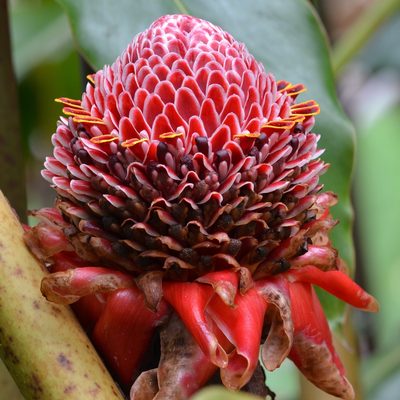 Etlingera elatior, photographed by kbkash