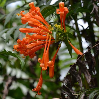 Pyrostegia venusta, photographed by kbkash