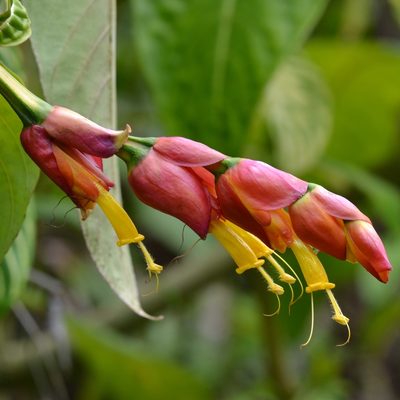 Sanchezia oblonga, photographed by kbkash
