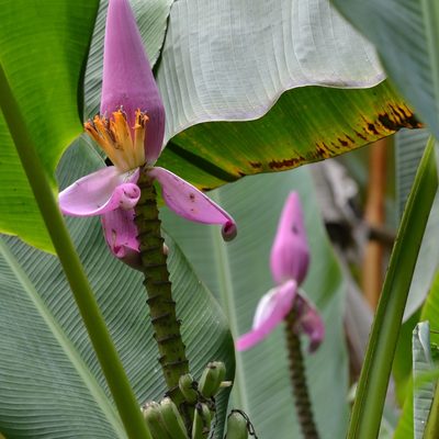 Musa ornata, photographed by kbkash
