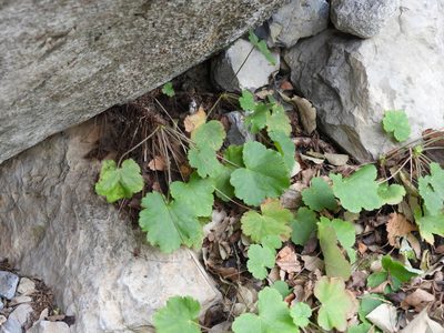 Heuchera mexicana, photographed by Leticia Jiménez Hernández