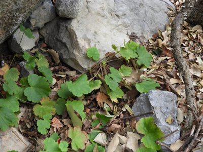 Heuchera mexicana, photographed by Leticia Jiménez Hernández