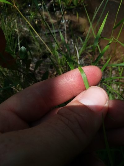 Dichanthelium roanokense, photographed by Will McFarland