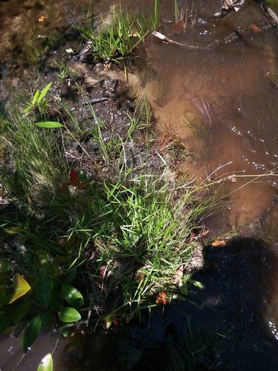 Dichanthelium roanokense, photographed by Will McFarland
