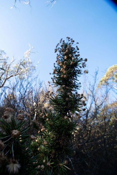 Olearia pinifolia, photographed by Ink-Kawinwit Kittipalawattanapol