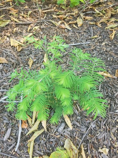Metasequoia glyptostroboides, photographed by Alex Zorach