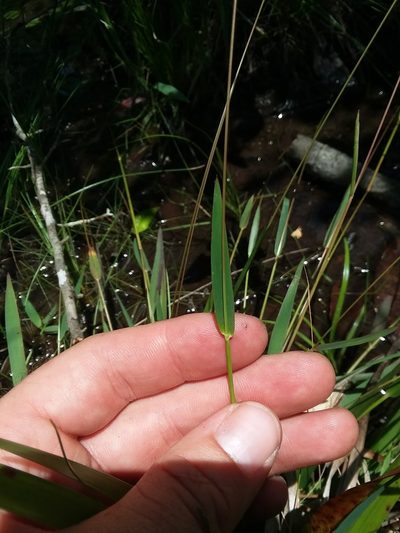 Dichanthelium nudicaule, photographed by Will McFarland