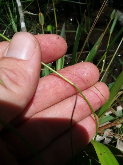 Dichanthelium nudicaule, photographed by Will McFarland