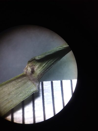 Dichanthelium nudicaule, photographed by Will McFarland