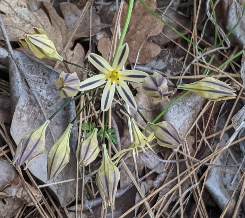 Triteleia hendersonii, photographed by Brodie Cass Talbott