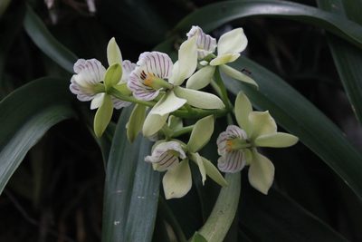 Prosthechea radiata, photographed by Victor De la Cruz