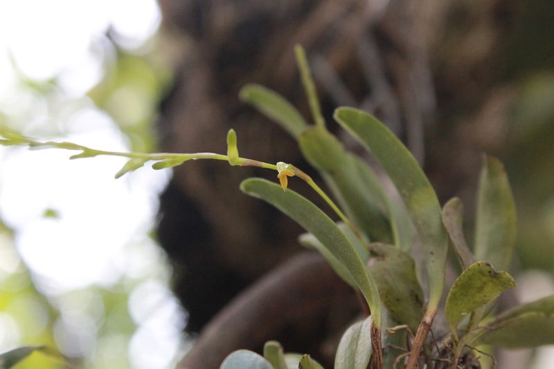 Stelis emarginata, photographed by Victor De la Cruz
