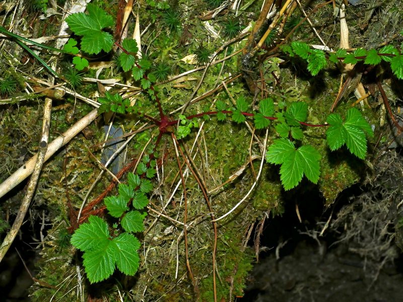 Filipendula kiraishiensis, photographed by Jacy Chen