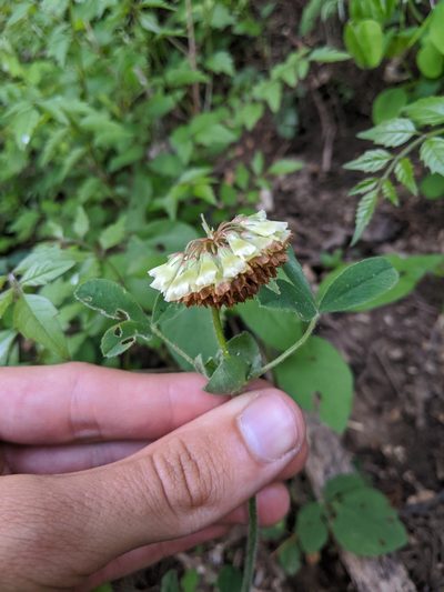 Trifolium reflexum, photographed by Nathan Aaron