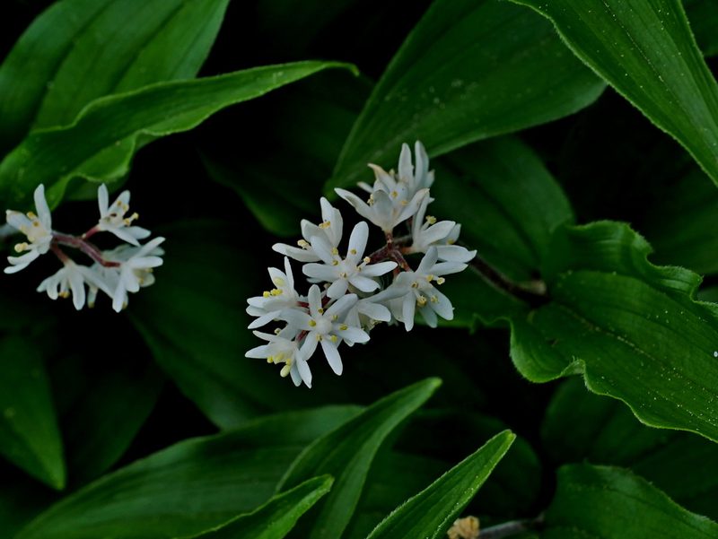 Maianthemum formosanum, photographed by Jacy Chen