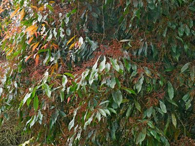 Meliosma callicarpifolia, photographed by Jacy Chen