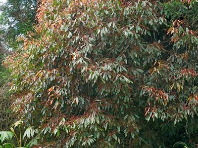 Meliosma callicarpifolia, photographed by Jacy Chen