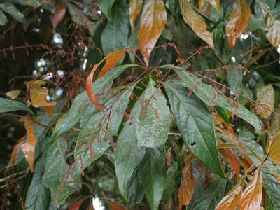 Meliosma callicarpifolia, photographed by Jacy Chen