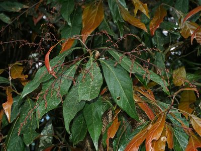 Meliosma callicarpifolia, photographed by Jacy Chen