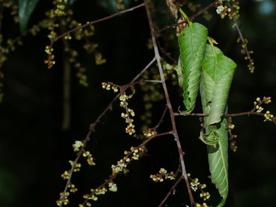 Meliosma callicarpifolia, photographed by Jacy Chen