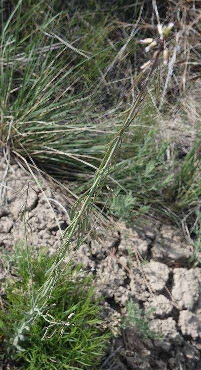 Boechera collinsii, photographed by Colin Croft