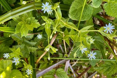 Stellaria littoralis, photographed by Chuck Wilson