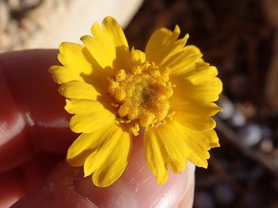 Tetraneuris acaulis, photographed by P Holroyd