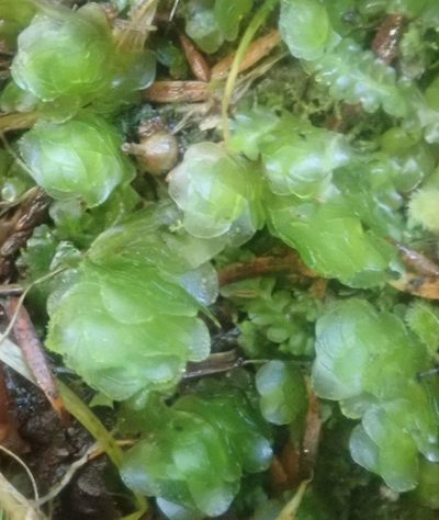 Achrophyllum quadrifarium, photographed by John Steel