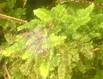Racopilum strumiferum, photographed by John Steel