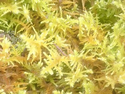 Thuidiopsis furfurosa, photographed by John Steel