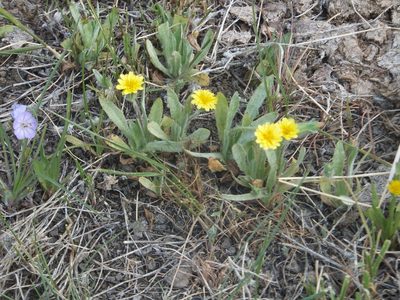Agoseris heterophylla, photographed by dougbrown