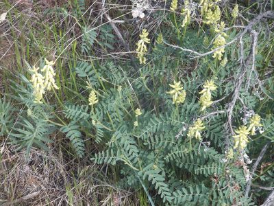 Astragalus collinus, photographed by dougbrown