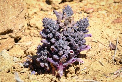 Orobanche bulbosa, photographed by Madeleine Claire