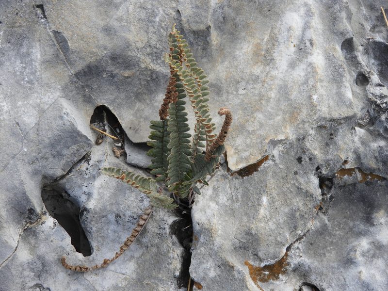 Astrolepis crassifolia, photographed by Leticia Jiménez Hernández