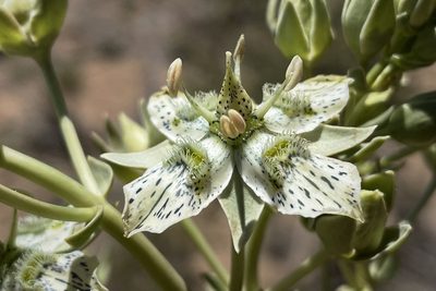Frasera parryi, photographed by Madeleine Claire