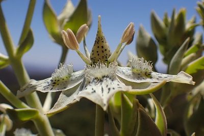 Frasera parryi, photographed by Madeleine Claire