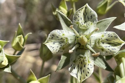 Frasera parryi, photographed by Madeleine Claire