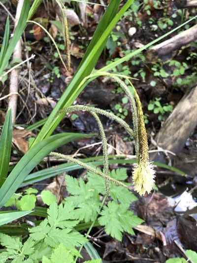Carex agastachys, photographed by Thomas Ebner
