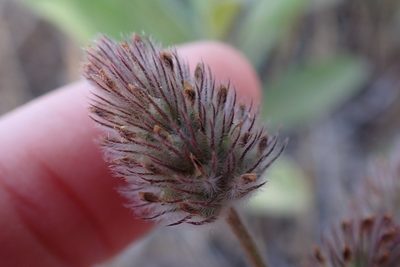 Trifolium albopurpureum, photographed by Madeleine Claire