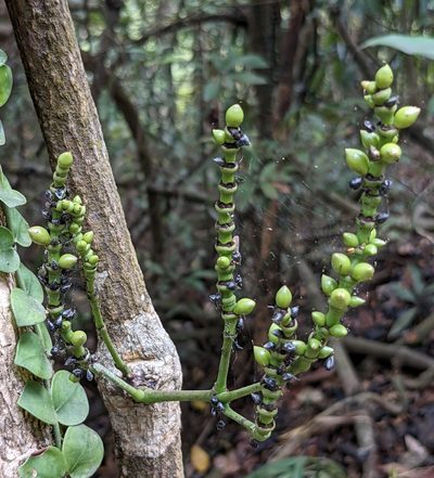 Gnetum luofuense, photographed by portioid
