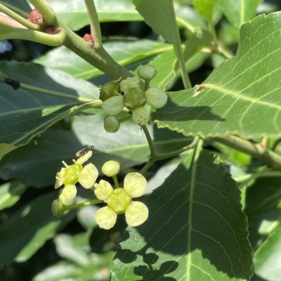 Euonymus carnosus, photographed by Takaaki Hattori