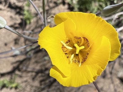 Calochortus concolor, photographed by Madeleine Claire