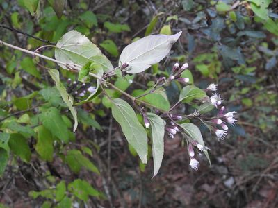 Ageratina mairetiana, photographed by Neptalí Ramírez Marcial