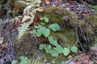 Micranthes spicata, photographed by Syd Cannings