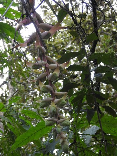 Tillandsia eizii, photographed by Neptalí Ramírez Marcial