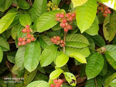 Tetracera indica, photographed by Ong Jyh Seng